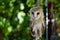 Captive barn owl