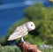Captive Barn Owl