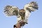 Captive Barn Owl