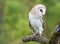 Captive Barn Owl