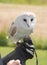 Captive barn owl sitting on hand