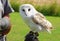 Captive barn owl sitting on hand