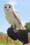 Captive barn owl sitting on hand