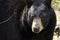 Captive Black Bear, Bear Hollow Zoo, Athens Georgia USA