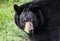 Captive Black Bear, Bear Hollow Zoo, Athens Georgia USA