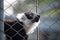 captive black and white lemur behind a metallic fence