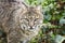 Captive Bobcat, Bear Hollow Zoo, Athens Georgia USA