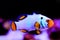 Captive-Bred Extreme Snow Onyx Clownfish  - Amphriprion ocellaris x Amphriprion percula