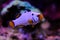 Captive-Bred Extreme Snow Onyx Clownfish  - Amphriprion ocellaris x Amphriprion percula