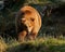 Captive brown bear, Ursus arctus