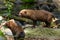 Captive bush dog at the Sables Zoo in Sables d`Olonne