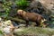 Captive bush dog at the Sables Zoo in Sables d`Olonne