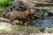 Captive bush dog at the Sables Zoo in Sables d`Olonne