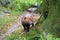 Captive bush dog in zoo