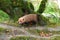 Captive bush dog in zoo