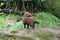 Captive bush dog in zoo