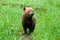 Captive bush dog in zoo