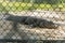 Captive crocodile at Alligator farm, Florida, US.