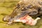 Captive Crocodile Is Feed Raw Chicken At Zoo