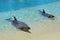 Captive Dolphins