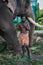 A captive elephant, with its Mahout, kept for use in Hindu ceremonies in Fort Cochin India.