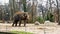 Captive elephants feeling uneasy grazing food in a zoo. Wild animals kept in captivity for tourists. Unhappy elephant imprisoned