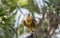 Captive Falconer`s Aplomodo Falcon Falco femoralis Perched on the Falconer`s Hand