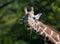 Captive giraffe feeding at a zoo