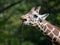 Captive giraffe feeding at a zoo