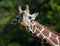 Captive giraffe feeding at a zoo