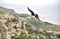 A captive harris hawk, used in falconry, flying over the Maltese coastline