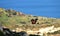 A captive harris hawk, used in falconry, flying over the Maltese coastline