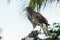 Captive Harris\'s Hawk (Parabuteo unicinctus) Used for Falconry on a Mexican Resort