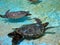 Captive Hawaiian Sea Turtles swim under the shallow water