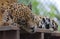 A Captive Jaguar Rests on a Wooden Deck