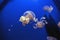 Captive jellyfish in the foreground underwater