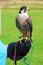 Captive lanner falcon sitting on hand