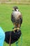 Captive lanner falcon sitting on hand