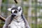 Captive Lemur