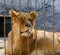 Captive lioness behind the fence of cage