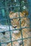 A captive lioness in a zoo