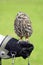 Captive little owl sitting on hand