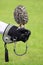 Captive little owl sitting on hand