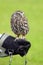 Captive little owl sitting on hand