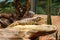 Captive lizard at a zoo basking in the sun