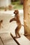Captive macaque. A captive macaque monkey in Thailand.
