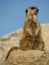 Captive Meerkat