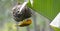 Captive Orange Weaver Hanging on Nest