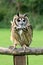 Captive Peruvian Striped Owl on perch