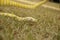 captive pet Albino python